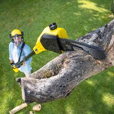 Best Tree Maintenance Programs  in Suisun City, CA